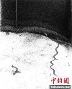 深海生物如何打造其生态环境?国